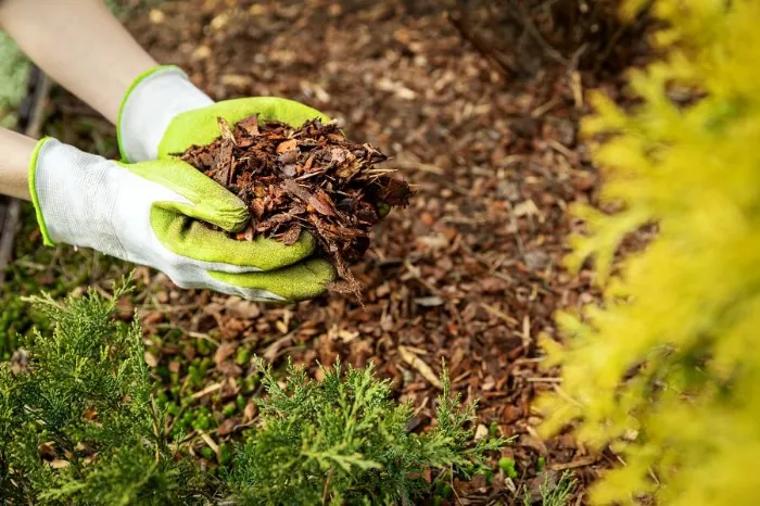 Excellent Mulching in Lewisville, TX