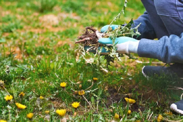 How to clear a yard full of weeds Lewisville, TX