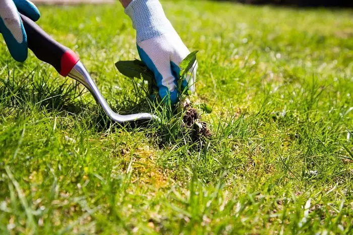 How to clear a yard full of weeds in Lewisville, TX