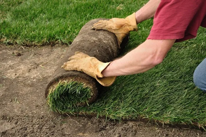 Proficient Sod Installation in Lewisville, TX